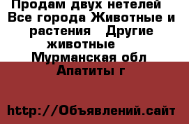 Продам двух нетелей - Все города Животные и растения » Другие животные   . Мурманская обл.,Апатиты г.